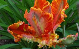Tulipe-perroquet-entretien Tulipe perroquet entretien