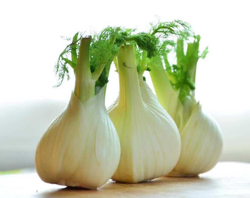 Bulbes de fenouil récoltés