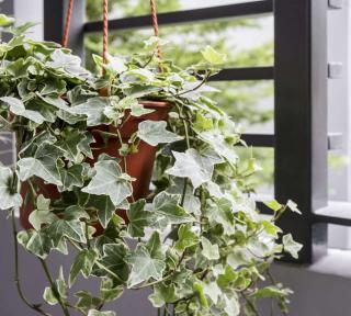 lierre-retombant-hedera-helix lierre retombant hedera helix