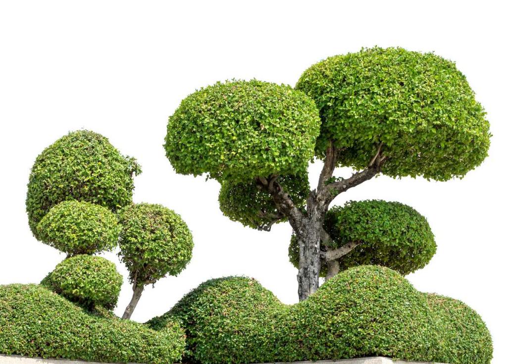 taille-arbre-en-nuage - La taille des arbres en nuage