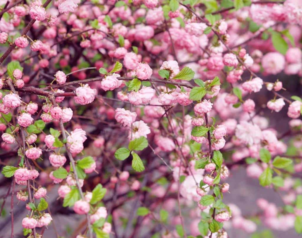 Amandier-de-Chine-Prunus-triloba - Amandier de chine, une floraison spectaculaire