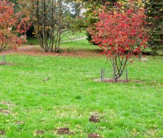 Automne-gazon-pelouse-renovation Gazon et pelouse, rénovation et scarification