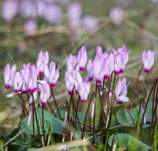 Cyclamen-hederifolium-naples Cyclamen hederifolium -cyclamen de naples