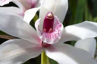 Cymbidium-floraison Cymbidium-floraison