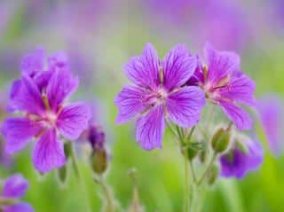 Geranium-vivace Geranium vivace