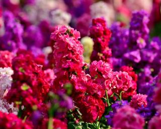 Giroflee-quarantaine-Matthiola-incana- Giroflee-quarantaine-Matthiola-incana