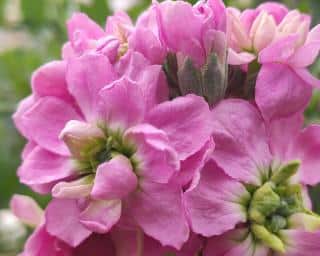 Giroflee-quarantaine-Matthiola-incana Giroflee-quarantaine-Matthiola-incana