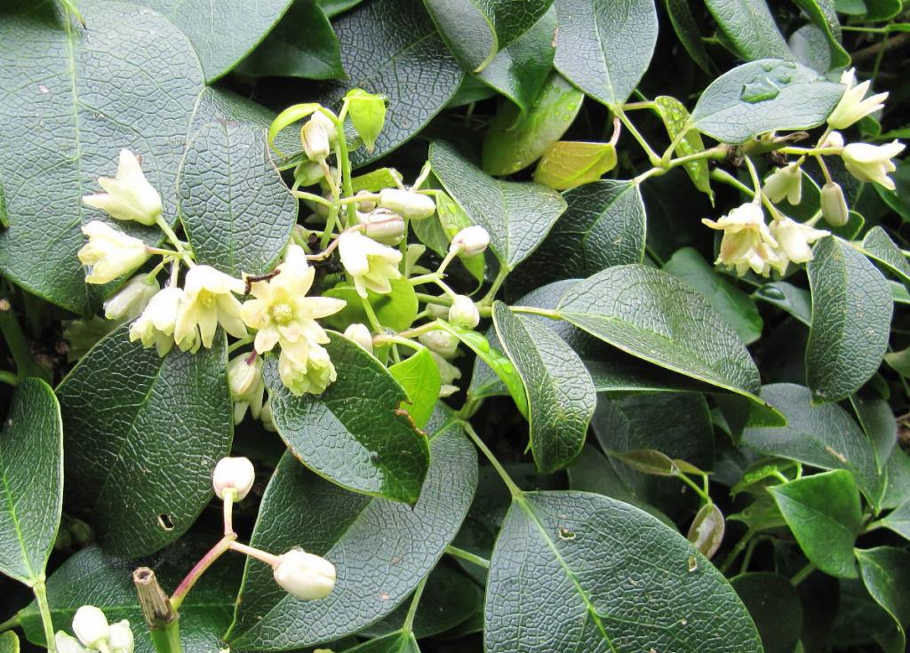 Holboellia