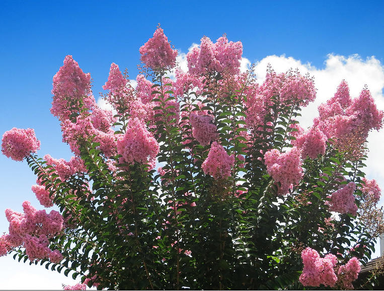 L'écorce lisse et marbrée, qui pèle par plaques, est la signature du Lagerstroemia indica.