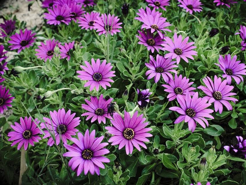 Osteospermum parterre massif