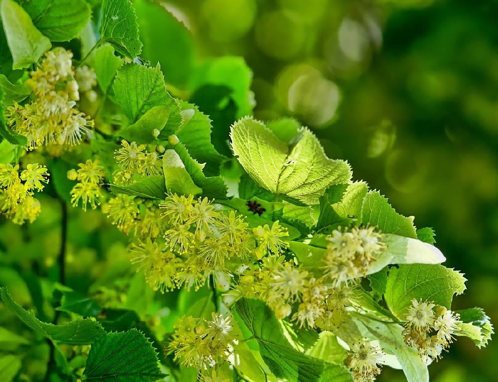 bienfaits-Tilleul Fleurs de tilleul pour infusion