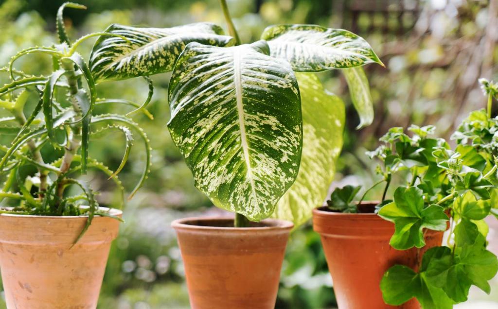 Hivernage des plantes vertes d'intérieur