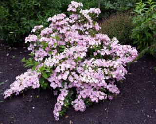 hortensia-french-bolero hortensia-french-bolero