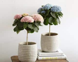 hortensia-magical-color_magicalflow hortensia d'intérieur magical color magicalflow