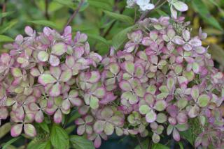 hortensia-paniculata-pastel-green hortensia-paniculata-pastel-green