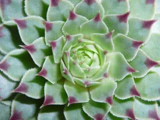 joubarbe-plante joubarbe plante