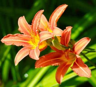 lys-lis-lilium-fleur lys lis lilium fleur