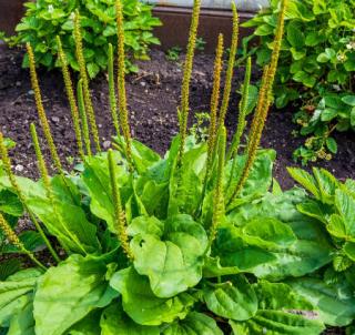 plantain plantain