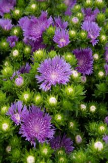 stokesia-laevis-aster-de-chine-bleuet-damerique stokesia laevis - aster de chine - bleuet d'amérique