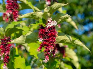 leycesterie formosa Arbre aux faisans - Leycesteria formosa
