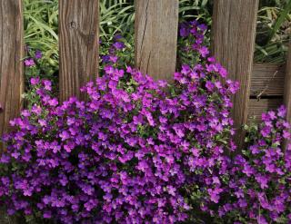 Aubriete Aubriete