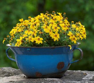 Bidens-en-pot Bidens en pot