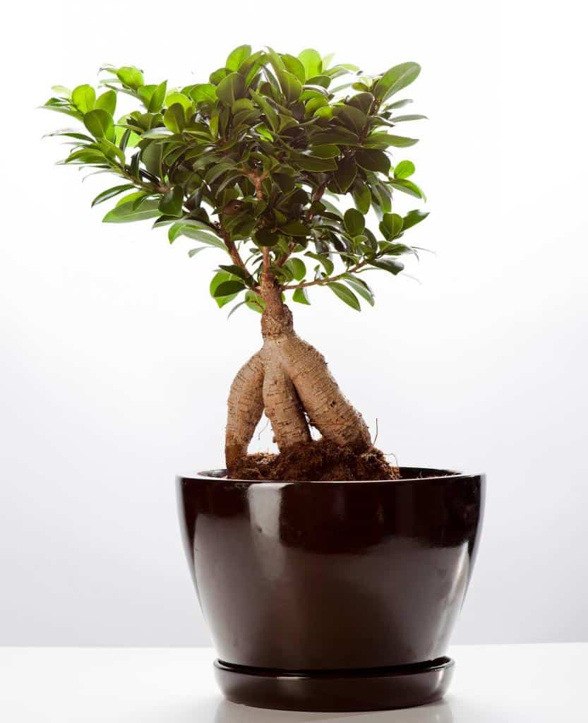 Ficus-Ginseng-culture-conseils - Ficus ginseng : joli petit bonsaï