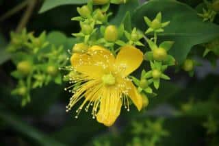 Millepertuis-Hypericum-variete Millepertuis Hypericum variete
