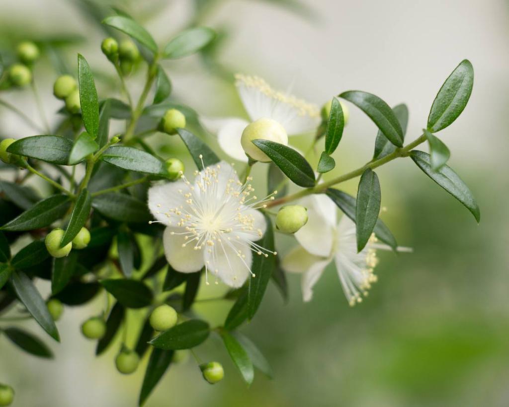 Myrte-myrtus-communis - Myrte : florifère et parfumé