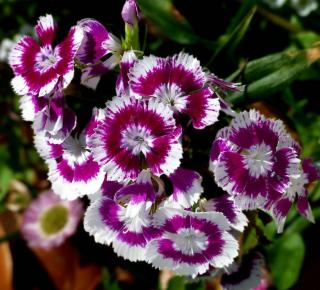 Oeillet-fleur Oeillet fleur