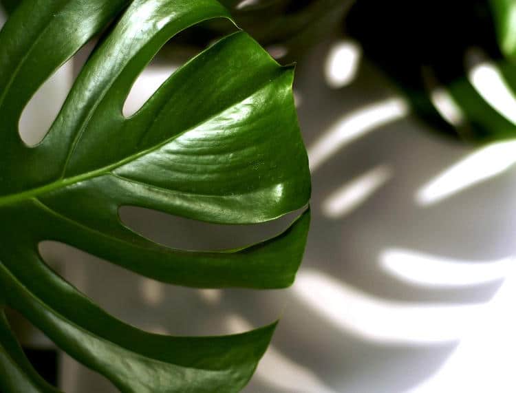 Entretien d’un philodendron en intérieur