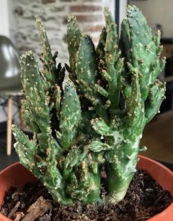 cactus-opuntia cactus opuntia ikea