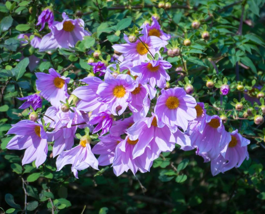 dahlia-imperialis - Dahlia imperialis : une merveille à l'automne