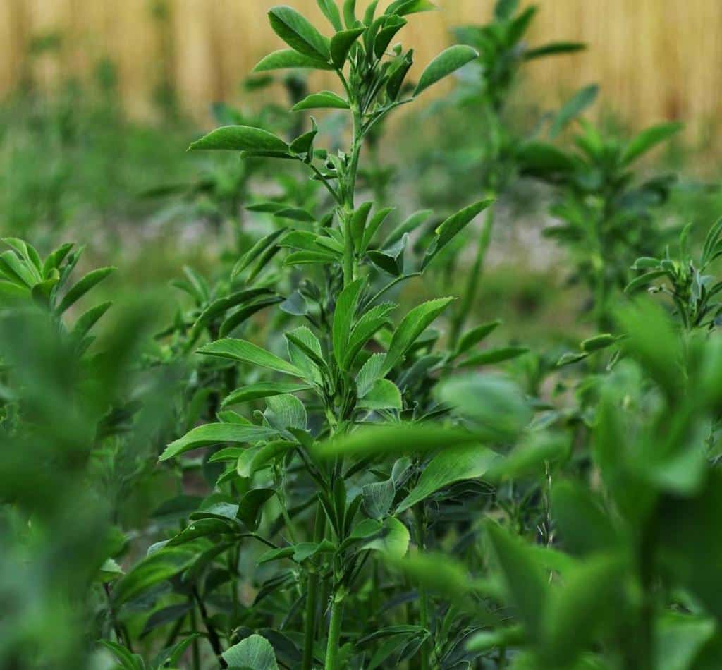 engrais vert