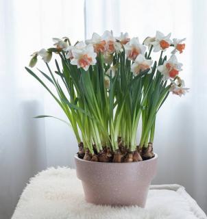narcisse-en-pot narcisse en pot intérieur