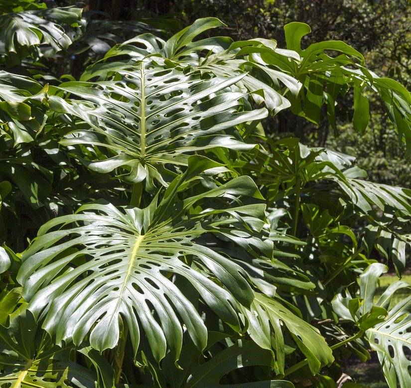 Philodendron cultivé en extérieur à la belle saison