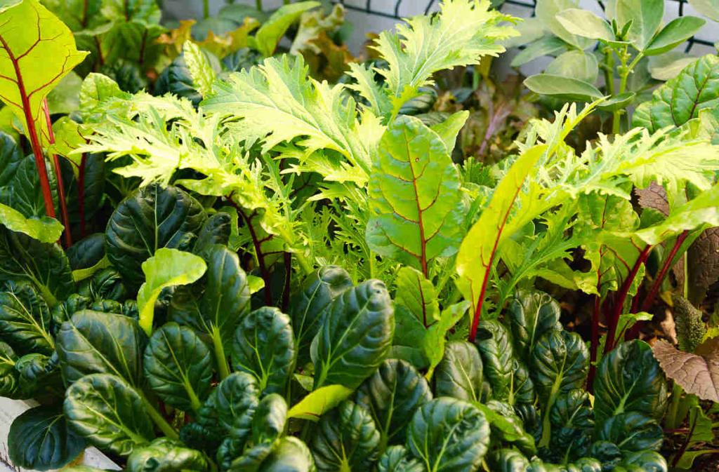 Semis d'automne au potager