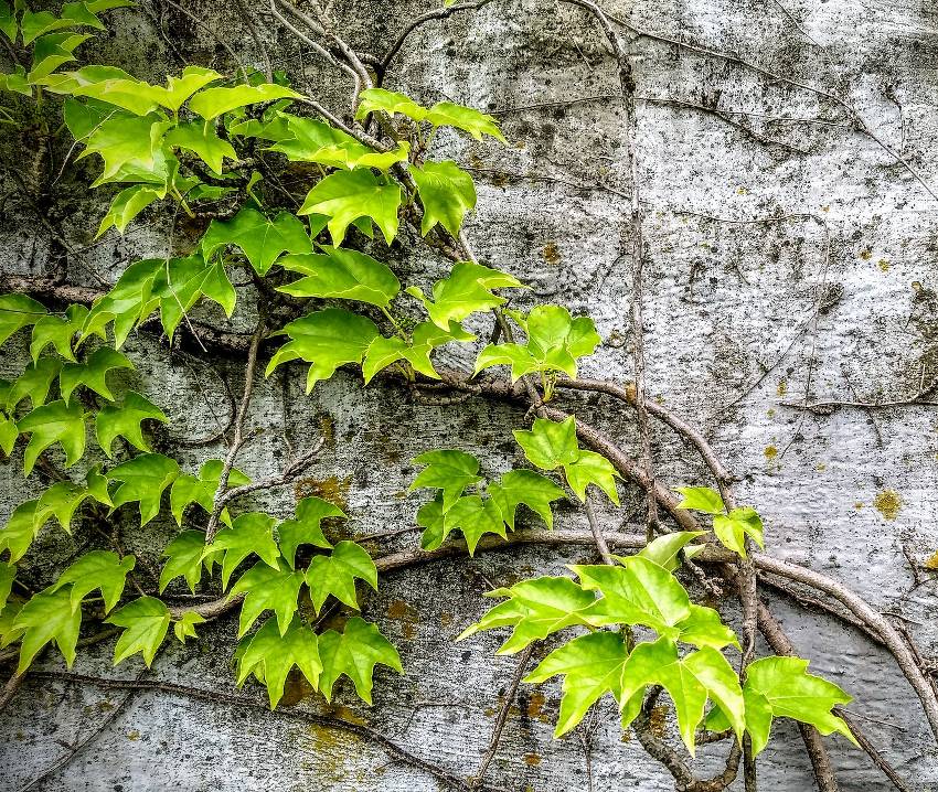 Vigne vierge sur mur ancien