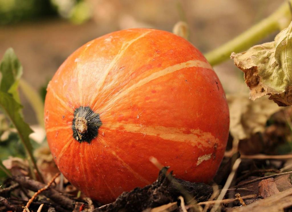 Citrouille-bienfaits - Citrouille : bienfaits et vertus