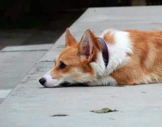 chien-triste chien-triste