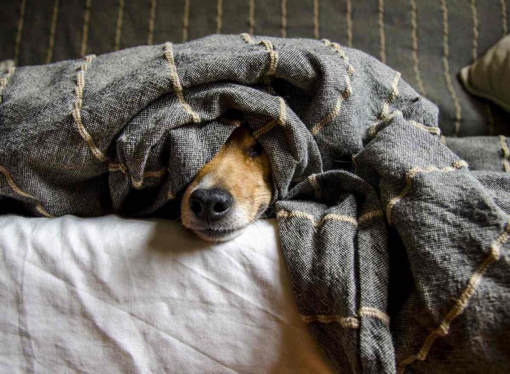 chien-triste-depressif