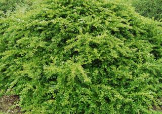 troene-ibota troene-ibota ligustrum