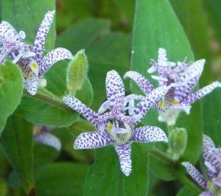 Tricyrtis Tricyrtis