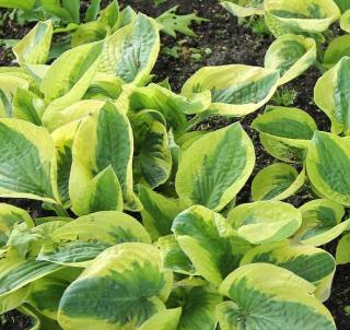 hosta-jaune-et-verte hosta-jaune-et-verte - Hosta : une plante pour l’ombre, un feuillage très décoratif