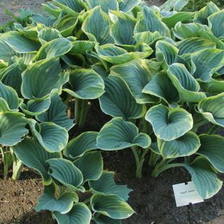 hosta-panche hosta limace