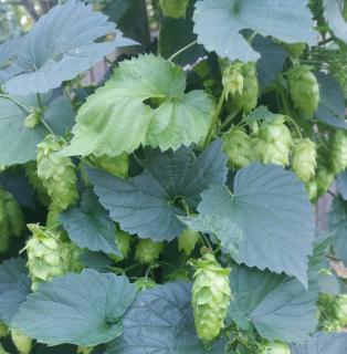 houblon houblon