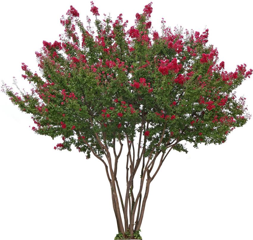 Taille du lilas des Indes