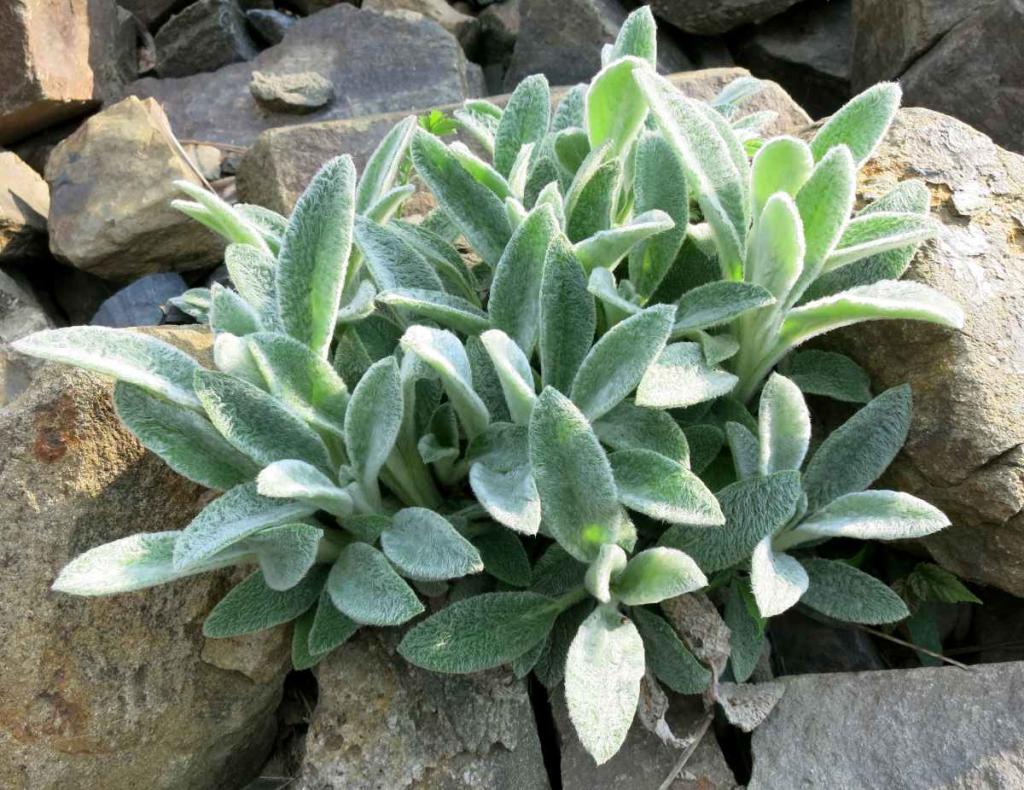 oreille d'ours - Stachys