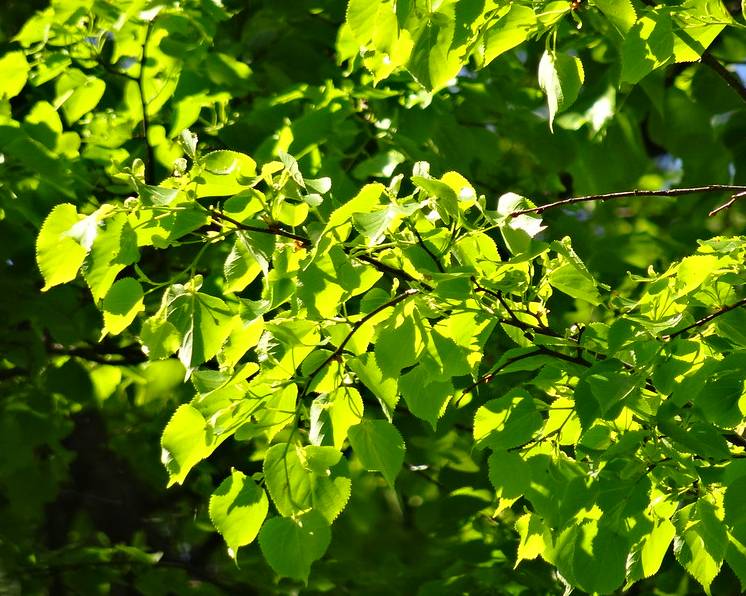 tilleul-feuille Feuille de tilleul en forme de cœur