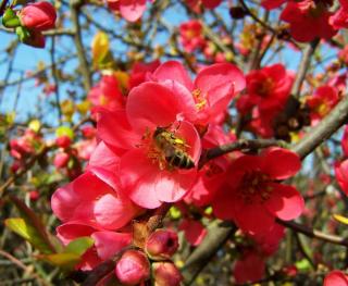 cognassier du Japon Abeille-sur-cognassier-du-japon - Cognassier du Japon : ornemental et florifère